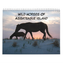 Wilde paarden van het eiland Assateague