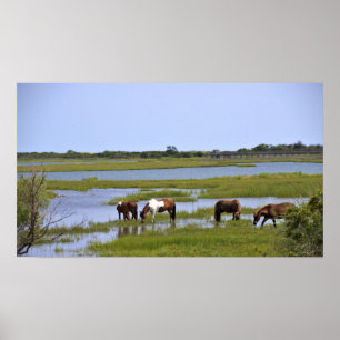 Wilde paarden van het Poster van Assateague