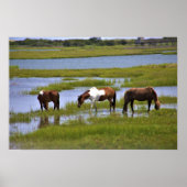 Wilde paarden van het Poster van Assateague (Voorkant)