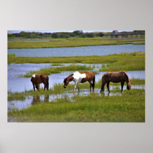 Wilde paarden van het Poster van Assateague
