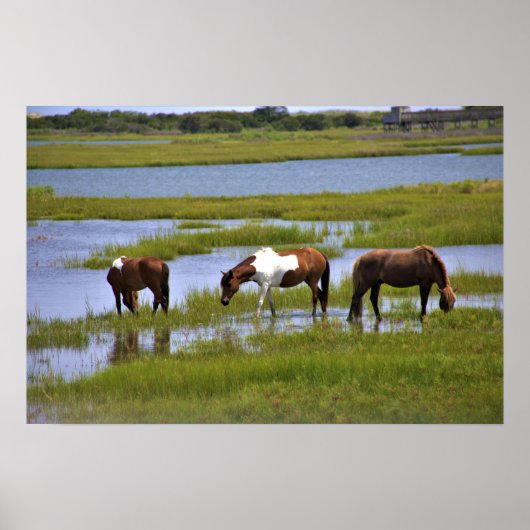 Wilde paarden van het Poster van Assateague (Voorkant)