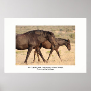 WILDE PAARDEN VAN ONAQUI BERGEN VAN UTAH POSTER