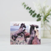 Wilde paarden vechten, Utah Briefkaart (Staand voorkant)