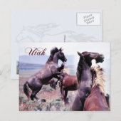 Wilde paarden vechten, Utah Briefkaart (Voorkant / Achterkant)