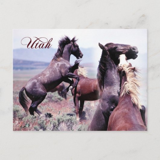 Wilde paarden vechten, Utah Briefkaart (Voorkant)
