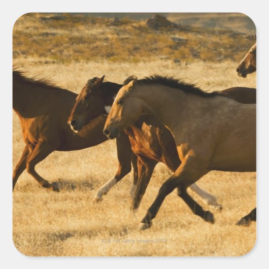 Wilde paarden vierkante sticker (Voorkant)