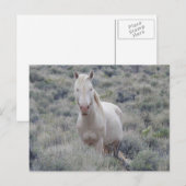 Wilde paarden, wilde dieren, briefkaart (Voorkant / Achterkant)