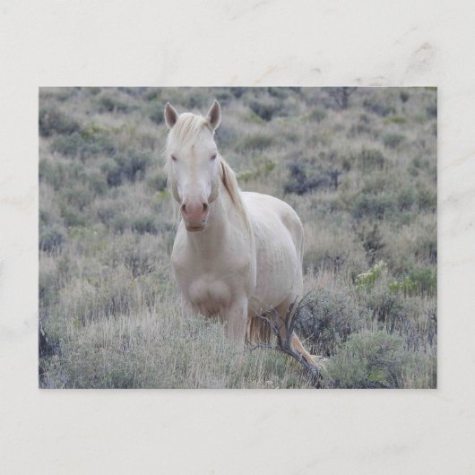 Wilde paarden, wilde dieren, briefkaart (Voorkant)