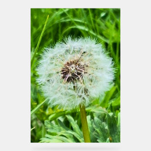Wilde Paardenbloem Roemenië Botanische Macro Fotog Acryl Bord