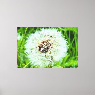 Wilde Paardenbloem Roemenië Botanische Macro Fotog Canvas Afdruk