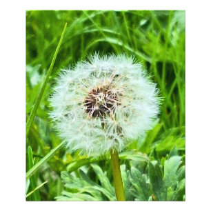 Wilde Paardenbloem Roemenië Botanische Macro Fotog Foto Afdruk