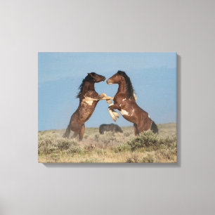 Wilde paardenhengsten vechten canvas afdruk