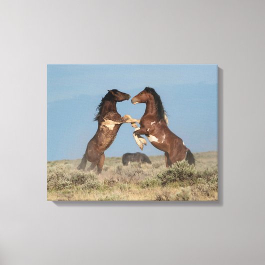 Wilde paardenhengsten vechten canvas afdruk (Voorkant)