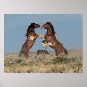 Wilde paardenhengsten vechten poster