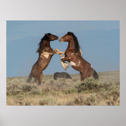 Wilde paardenhengsten vechten poster (Voorkant)
