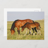 Wilde paardenmoeder en koudweiden briefkaart (Voorkant / Achterkant)