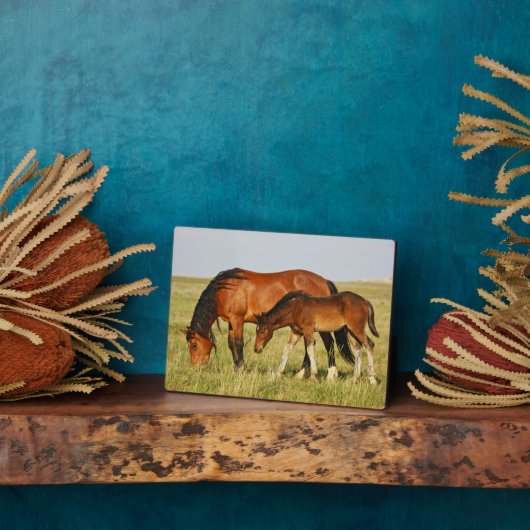 Wilde paardenmoeder en koudweiden fotoplaat (Zijkant)