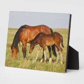 Wilde paardenmoeder en koudweiden fotoplaat (Zijkant)