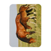 Wilde paardenmoeder en koudweiden magneet (Verticaal)