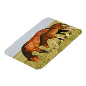 Wilde paardenmoeder en koudweiden magneet (Linkerzijde)