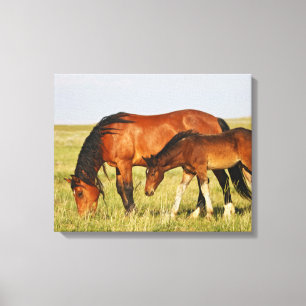 Wilde paardenmoeder en veulen grazen canvas afdruk