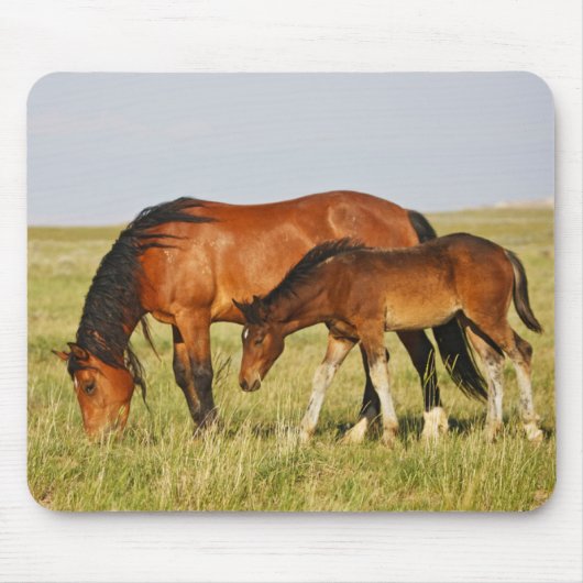 Wilde paardenmoeder en veulen grazen muismat (Voorkant)