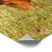 Wilde paardenmoeder en veulen grazen poster (Hoek)