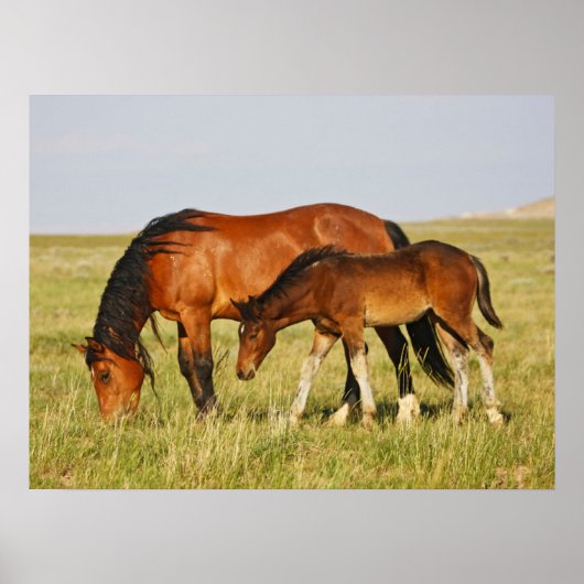 Wilde paardenmoeder en veulen grazen poster (Voorkant)