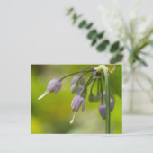 Wilde Paars Briefkaart van wilde ezels (Staand voorkant)