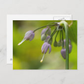 Wilde Paars Briefkaart van wilde ezels (Voorkant / Achterkant)