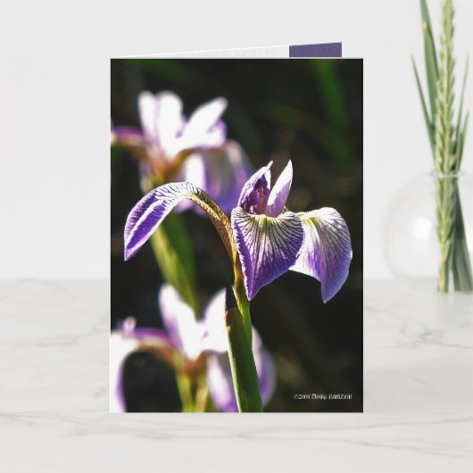 Wilde Paars Kaart (Voorkant)