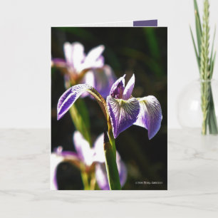 Wilde Paars Kaart