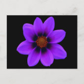 Wilde Paarse bloemen bij zonsondergang Briefkaart (Voorkant)