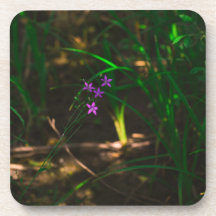 Wilde Paarse bosbouwers Fern