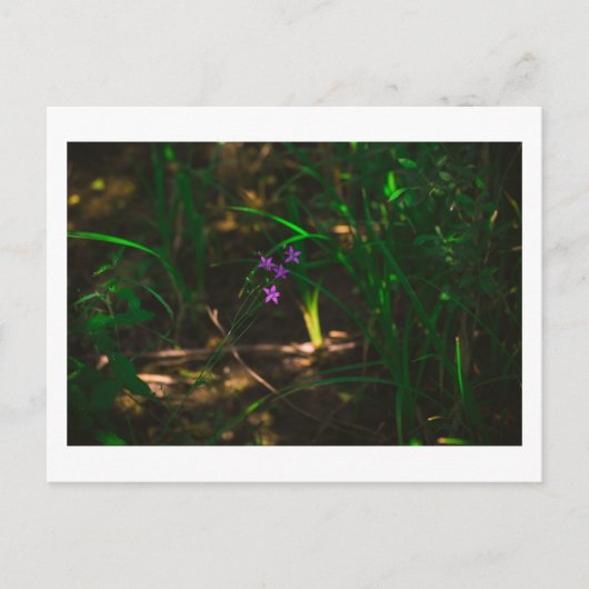 Wilde Paarse bosbouwers Fern Briefkaart (Voorkant)