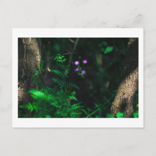 Wilde Paarse bosbouwers Fern Briefkaart