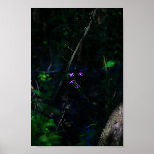 Wilde Paarse bosbouwers Fern Poster (Voorkant)