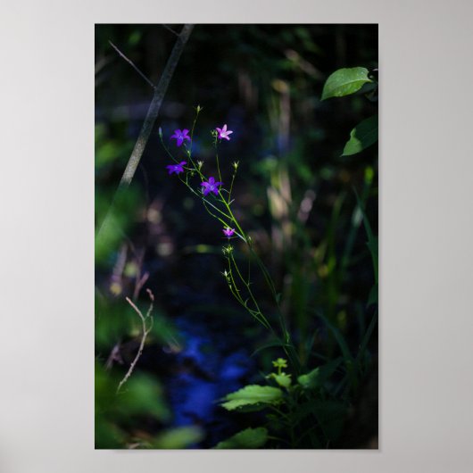 Wilde Paarse bosbouwers Fern Poster (Voorkant)