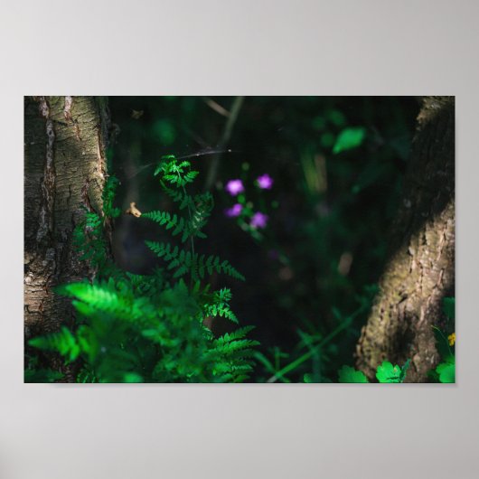 Wilde Paarse bosbouwers Fern Poster (Voorkant)