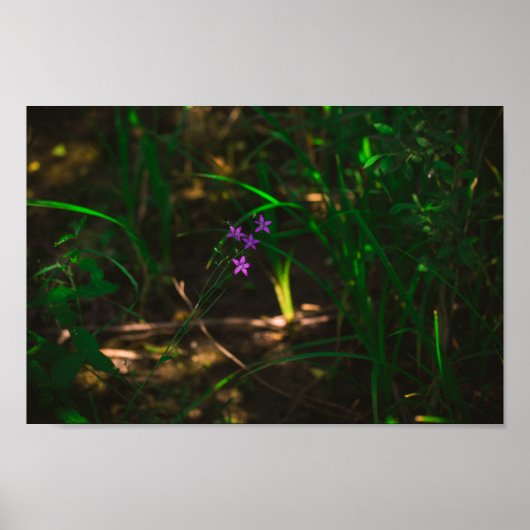 Wilde Paarse bosbouwers Fern Poster (Voorkant)