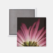 Wilde Paarse Daisy Magneet (Voorkant / Achterkant)