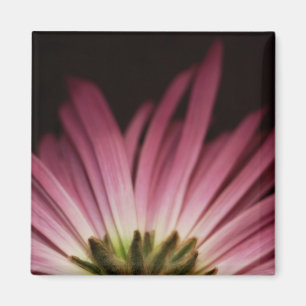 Wilde Paarse Daisy Magneet