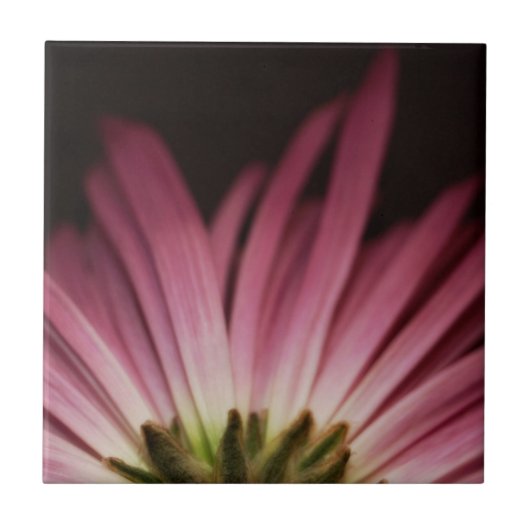 Wilde Paarse Daisy Tegeltje (Voorkant)