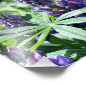 Wilde Paarse Lupines 10x8 Flower Foto Afdruk (Hoek)