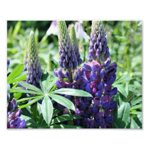 Wilde Paarse Lupines 10x8 Macro Flower Print Foto Afdruk