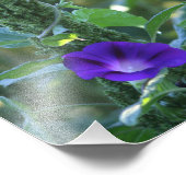 Wilde Paarse Morning Glory Flowers 8x8 Foto Afdruk (Hoek)