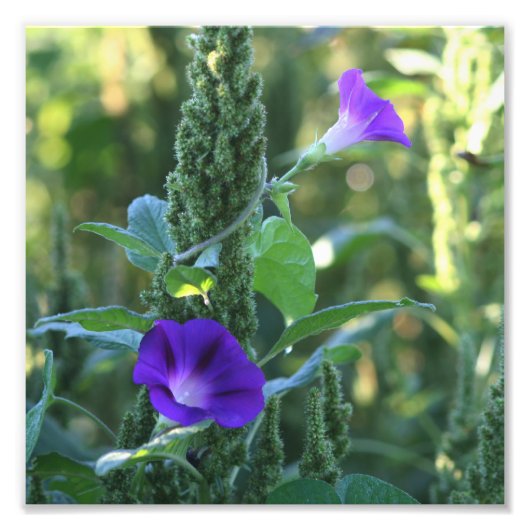 Wilde Paarse Morning Glory Flowers 8x8 Foto Afdruk (Voorkant)