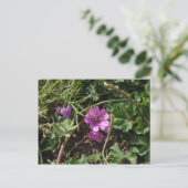 Wilde Paarse Ooievaarsbek Briefkaart (Staand voorkant)