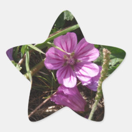 Wilde Paarse Ooievaarsbek Ster Sticker