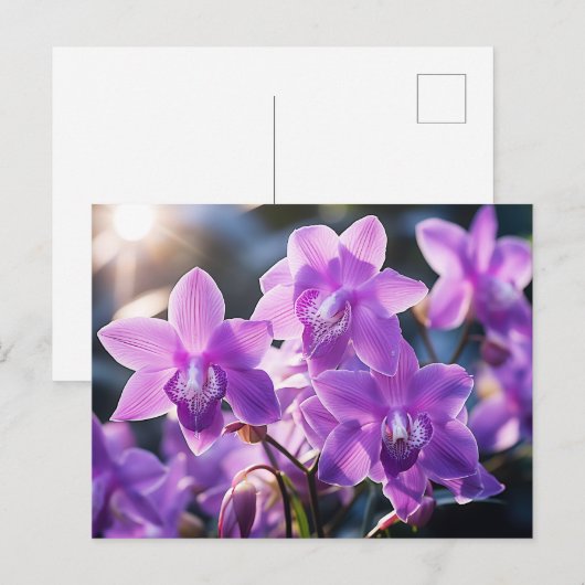 WILDE PAARSE ORCHIDEE UIT DOMINICA BRIEFKAART (Voorkant / Achterkant)